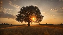 The Sun Rising Behind A Single Tree