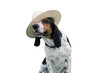Funny dog with long ears wearing a hat on white.
