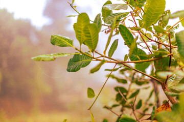 natural background of many species of plants that are laid out in the park, for the propagation of the species and to provide shade for those who stop by while traveling to study the ecology.
