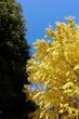 黄色い銀杏と青い空と緑の針葉樹