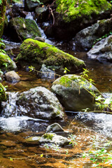 Wall Mural - travel to georgia - stalks of grass illuminated by sun against background of boulders and water in m