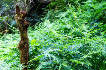 Wall Mural - travel to Georgia - old tree trunk in lush subtropical vegetation in mountain forest in Adjara on autumn day