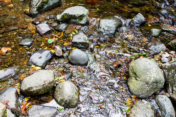 Wall Mural - travel to georgia - wet stones and fallen yellow leaves in mountain creek in adjara on autumn day
