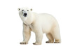 Tundra Titans: Polar Bears Roaming the Icy Wilderness isolated on transparent background