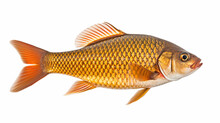 Isolated Crucian Carp, A Kind Of Fish From The Side. Live Fish With Flowing Fins River Generative Ai
