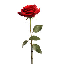 Red Rose Isolated On A Transparent Or White Background, Png