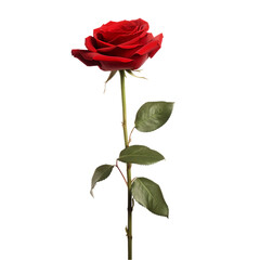 red rose isolated on a transparent or white background, png