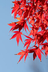 Wall Mural - beautiful maple leaves on the tree in autumn season.