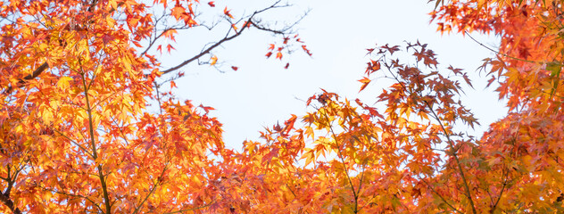 Wall Mural - beautiful maple leaves on the tree in autumn season.