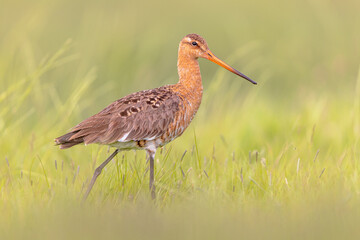 Poster - Black-tailed Godwit wader bird walking