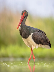 Poster - Black stork foraging in shallow water