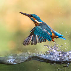 Wall Mural - Common European Kingfisher emerging