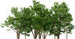 © Mathias Weil - trident maple plant hq arch viz cutout treeline