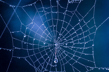 the spider web with dew drops, green leaves on the background