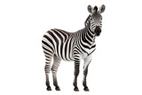 Fototapeta  - Zebra Isolated on Transparent Background. Ai