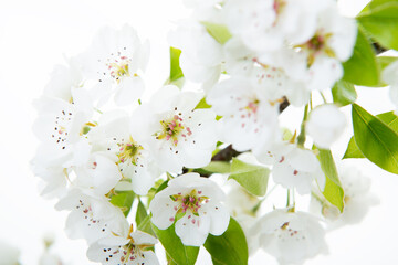 Wall Mural - Pear tree blossoms. Blooming pear tree branch with flowers isolated on white background. Flowering at spring