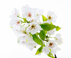 Wall Mural - Pear tree blossoms. Blooming pear tree branch with flowers isolated on white background. Flowering at spring