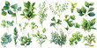 Green plant watercolor illustration clipart. Generative AI