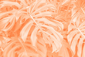 Poster - Tropical leaf close-up in trending color of the year 2024 Peach Fuzz.