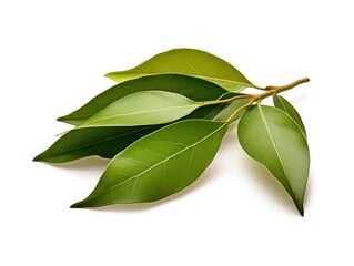 Bay leaf isolated on white background