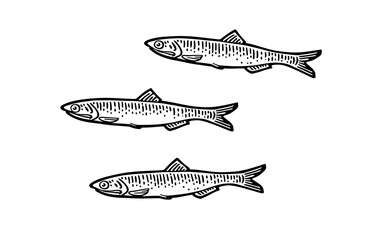 Wall Mural - Whole fresh fish anchovy. Vector black engraving vintage