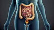 This visualization provides a more realistic and informative picture of the structure and function of the human intestine