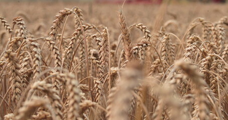 Close-up of ears of wheat in a field on an evening summer day. A yellow ear of wheat with ripe grains sways slowly in the wind. The grain is ripe and it's time to harvest, slow motion 4k uhd.