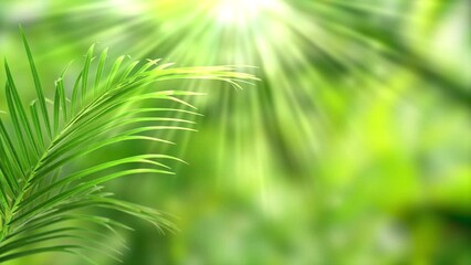 Wall Mural - green palm leaf motion isolated on blurred soft bokeh light animation background in sunhine, abstract tropical vegetation backdrop concept with copy space for product presentation