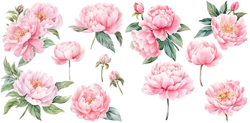 Pink peony watercolor illustration clipart. Generative AI