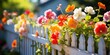 Vibrant nasturtiums spill over a white picket fence, a riot of color in a cottage garden.