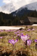 Tatrzańskie krokusy w Dolinie Chochołowskiej, piękny początek wiosny. Tatra crocuses in the Chochołowska Valley, a beautiful beginning of spring.