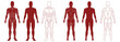 Male figure with anatomical muscles front and back view set. Red silhouette of muscle structure with biological outline of structure for medical and training vector design