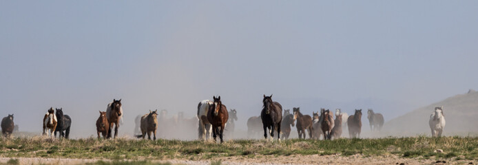 Sticker - Herd of Wild Horses in the Utah Desert in Springtime