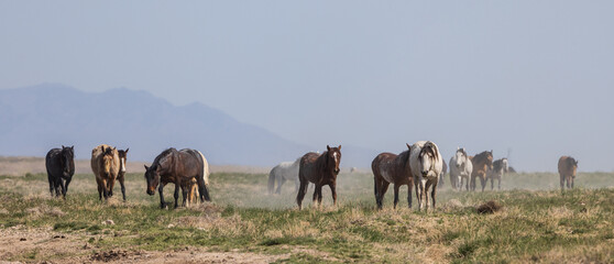 Sticker - Herd of Wild Horses in the Utah Desert in Springtime