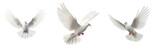 Set of Freedom and peace, this image features an elegant white dove in graceful flight, symbolizing purity and liberty. The bird embodies the beauty of unbridled freedom and celestial serenity.
