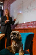 Shih Tzu sits on comfortable chair with businesswoman explaining graph in background. Dog accompanies business meeting in office