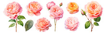 Set Of Beautiful English Roses, Watercolor Painting Floral Isolated On White Background. Cut Out PNG Illustration On Transparent Background.