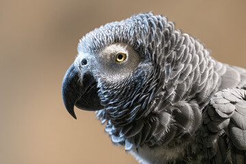 Canvas Print - Large gray parrot on a branch of a sedge.