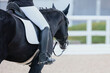 Action of leg at a dressage competition
