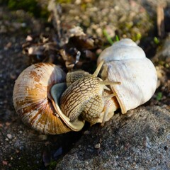 Grapewine snails