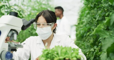 Wall Mural - Greenhouse, microscope and scientist checking plants for agriculture, growth and development for sustainable food. Farming, woman and man in agro science with medical analysis of leaves in research.