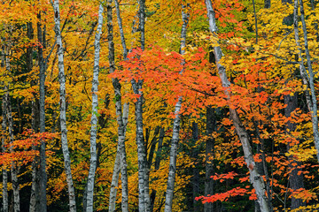Wall Mural - Autumn landscape of woods with maples and aspens, Hiawatha National Forest, Michigan's Upper Peninsula, USA