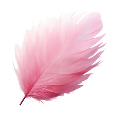 Pink bird feather isolated on white or transparent background