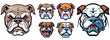 Set of dog heads of the English Bulldog breed, with natural coat color, multicolored vector illustration in mascot logo style