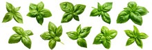Collection Of Fresh Green Basil Leaves Isolated Against A White Background