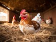 Close-up of a hen in a coop with others in the background, highlighting farm life and poultry farming.
