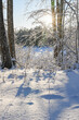 Snowy landscape with snowy trees and frozen lake in Finland