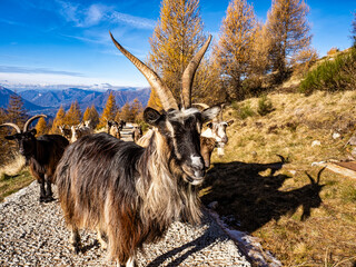 Wall Mural - Close-up of a goat in the italian alps