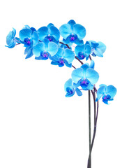 Wall Mural - purple orchid branch