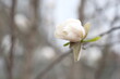 Magnolia flower blooms in the spring.